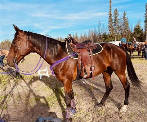 Astair Mitch. . Standardbred buggy horses for sale